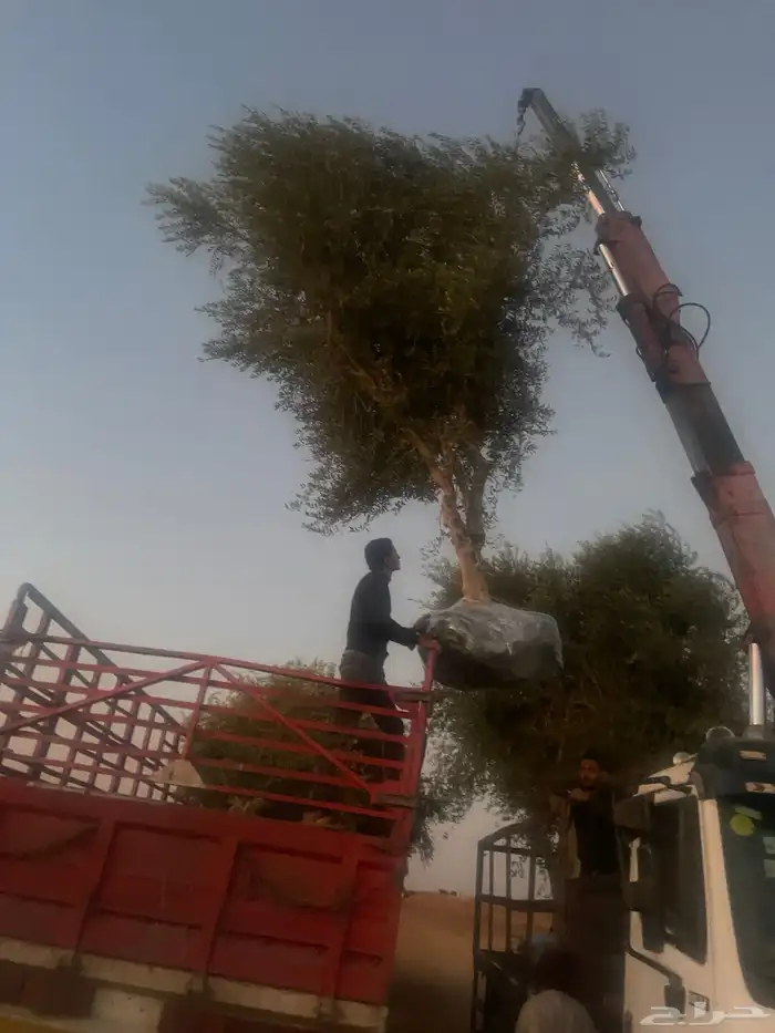 اشجار زيتون 2