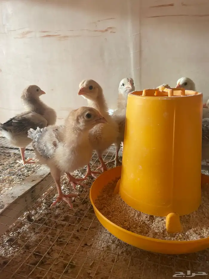 فروخ دجاج بلدي وفيومي 11