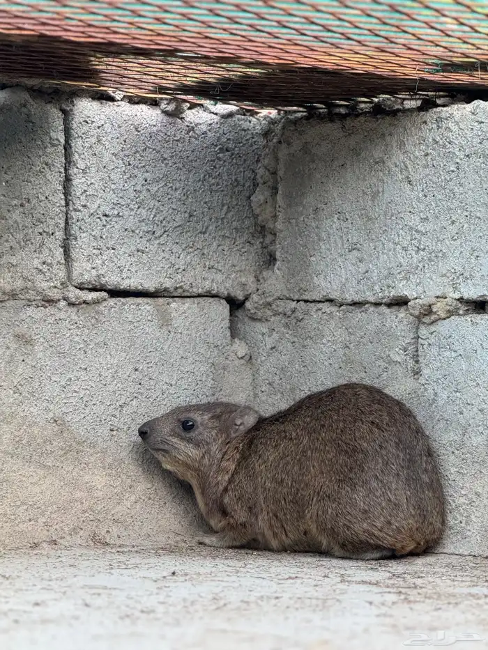 وبران بريه 1