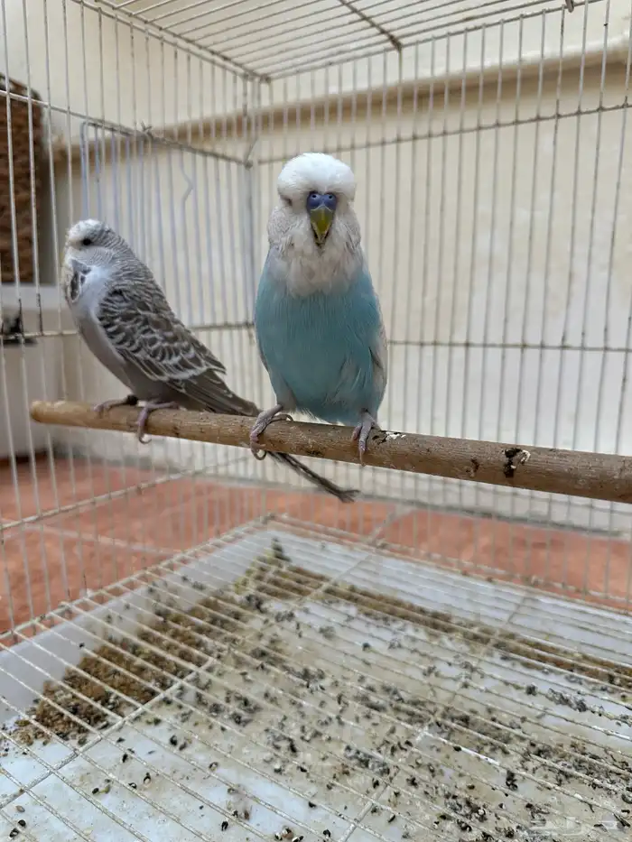 جوز طيور حب إنجليزي 0