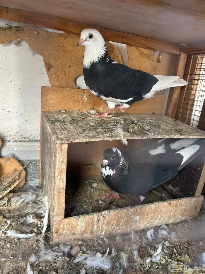 حمام غامدي قلابي 5