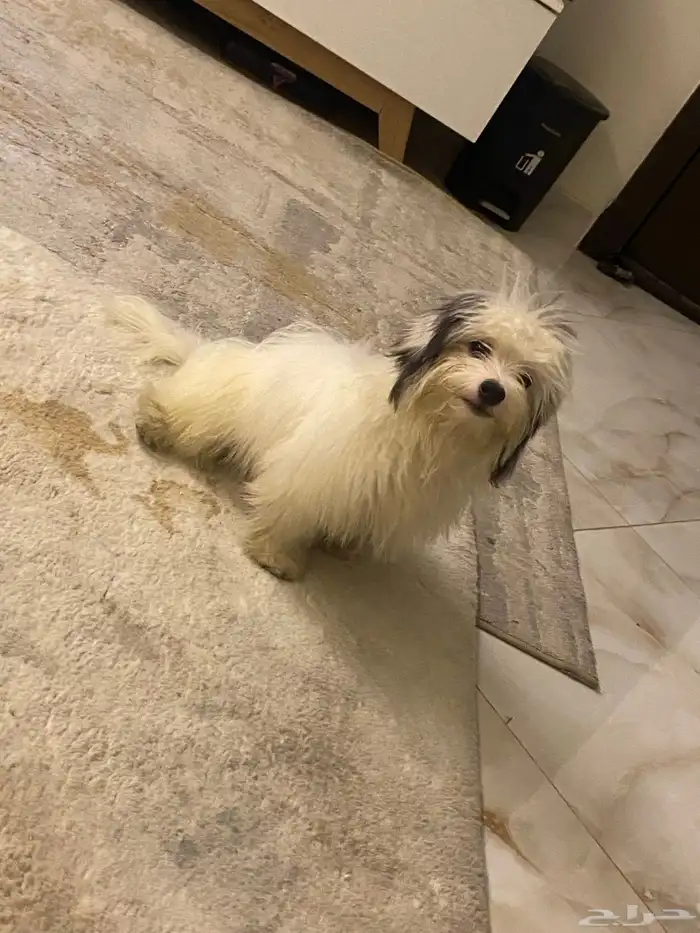 كلب شيواوا 0