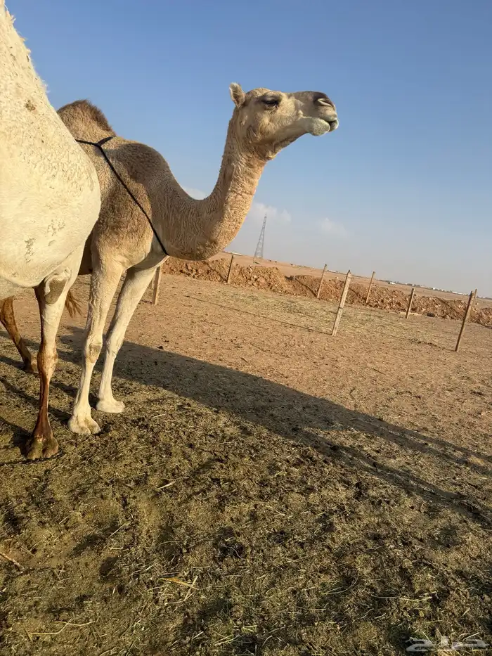 للبيع عشرا شقحاء معها بكره(تم البيع) 6