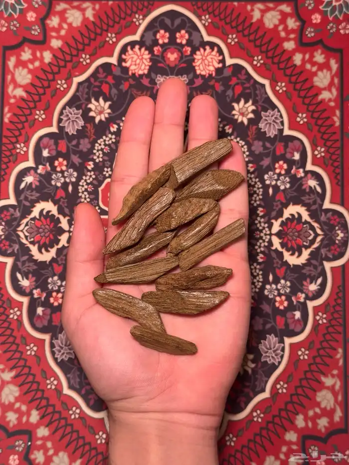 عود موروكي محسن جملة 0