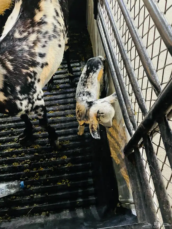 عنز تحتها عناق 1