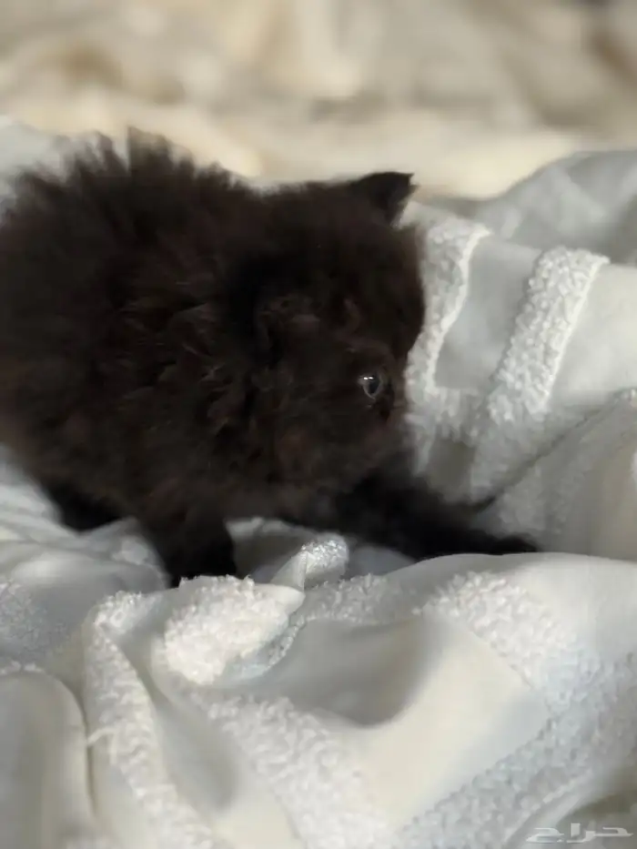 قطة شيرازي بيور للبيع 3