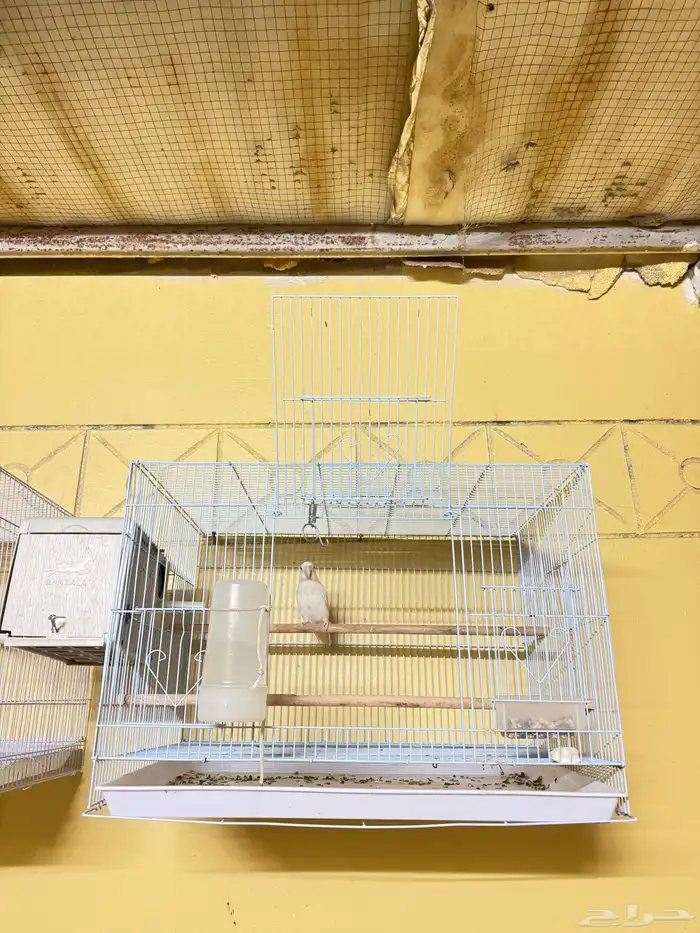 روز البينو عيون حمر 4