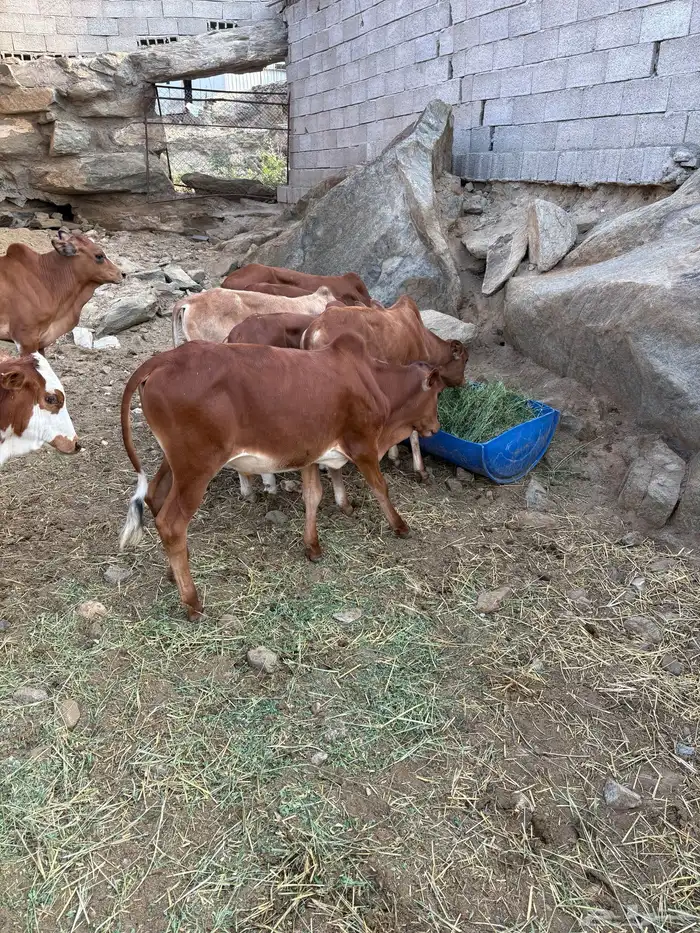 حسلان بلدي 1