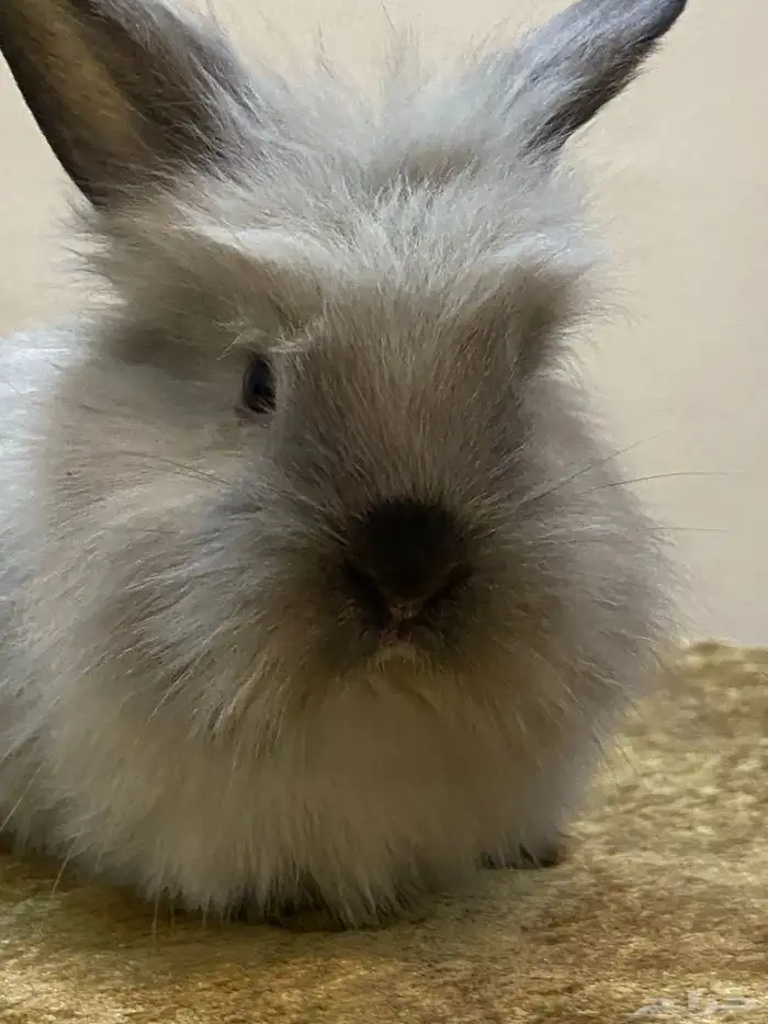 ارنب تيدي بير لوب اليف 6