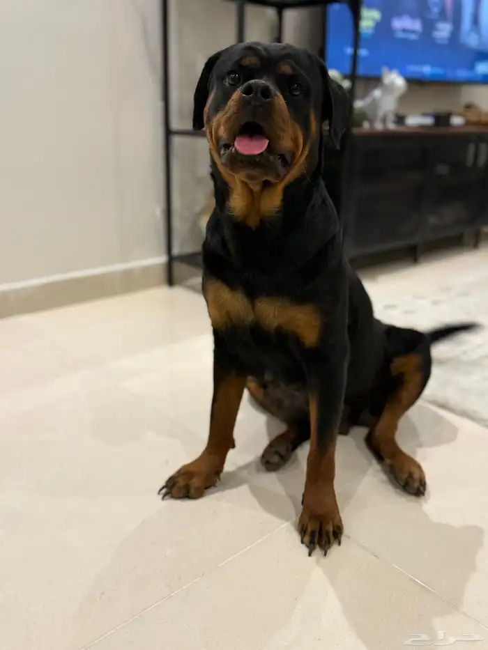 كلبة روت وايلر نثية شرط منتجة 3