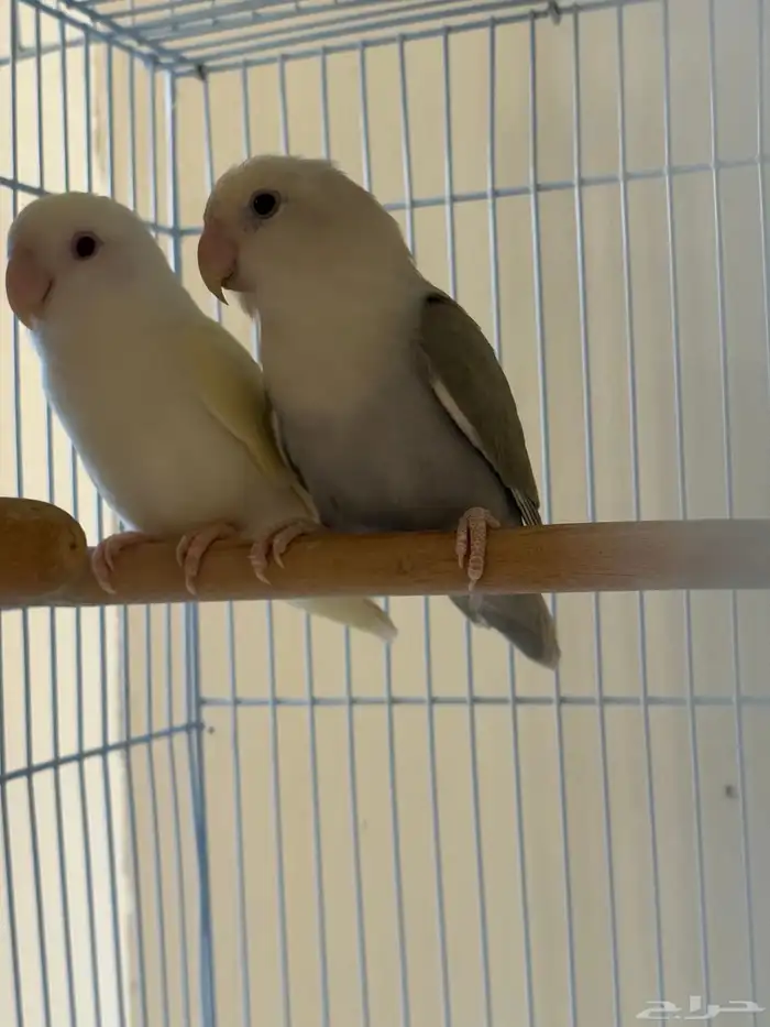 طيور روز زوج منتج 1