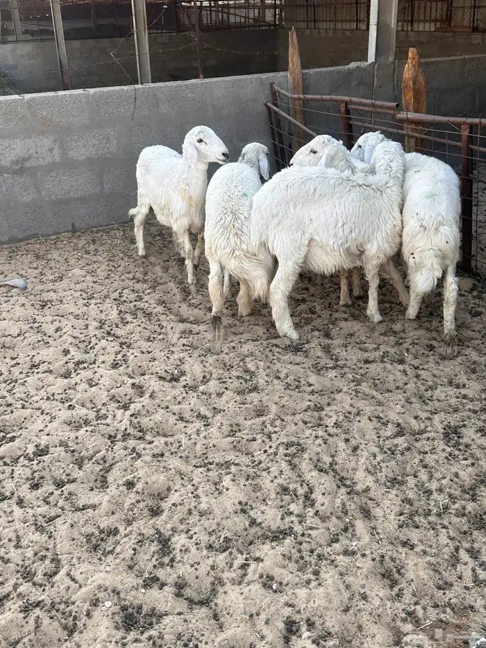 هرافى خرفان حري 12