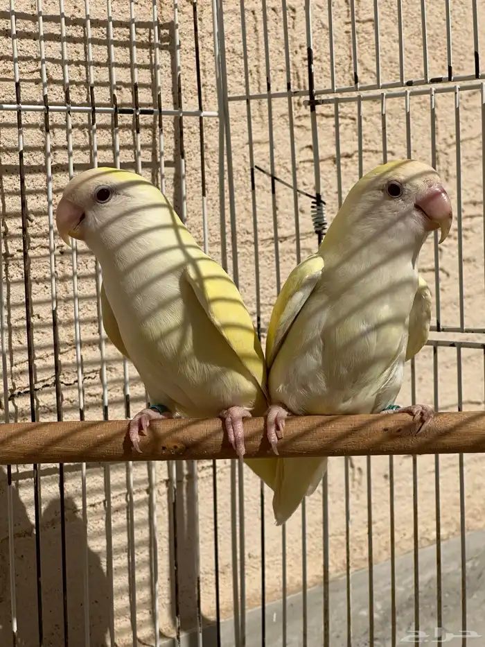 زوج روز اكوا أينوا 1