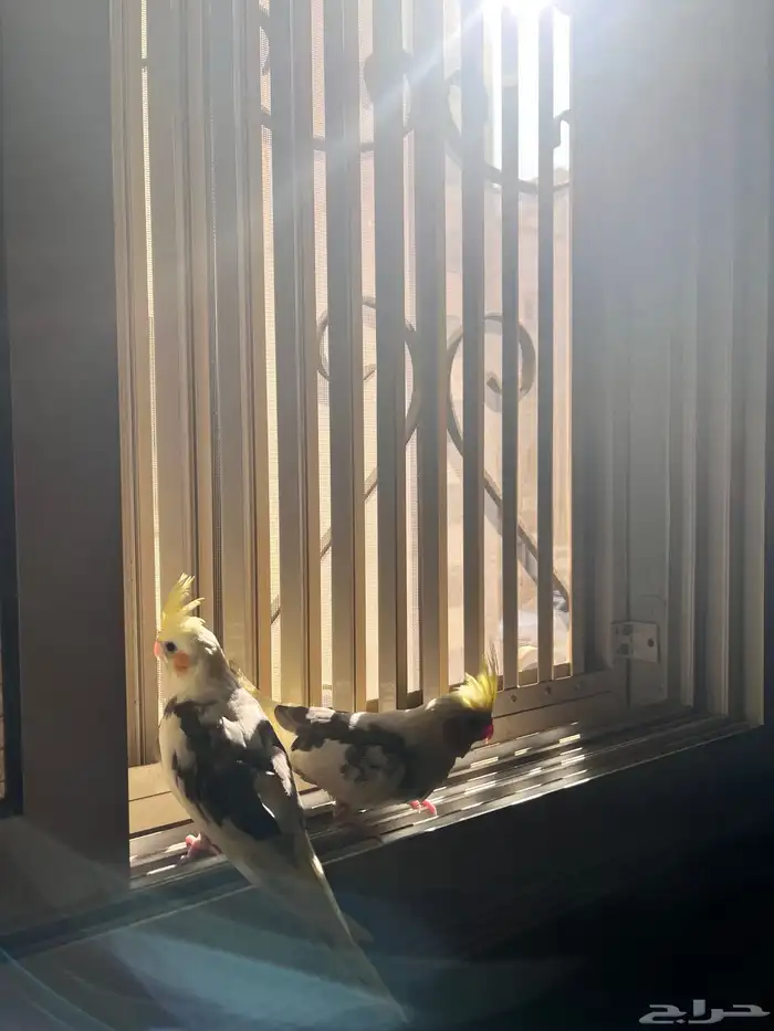 كروان صغير 2