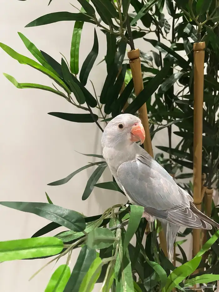 دره هولندي. اليف ومفطوم 0