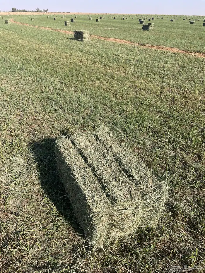 بلوبنك علف 3