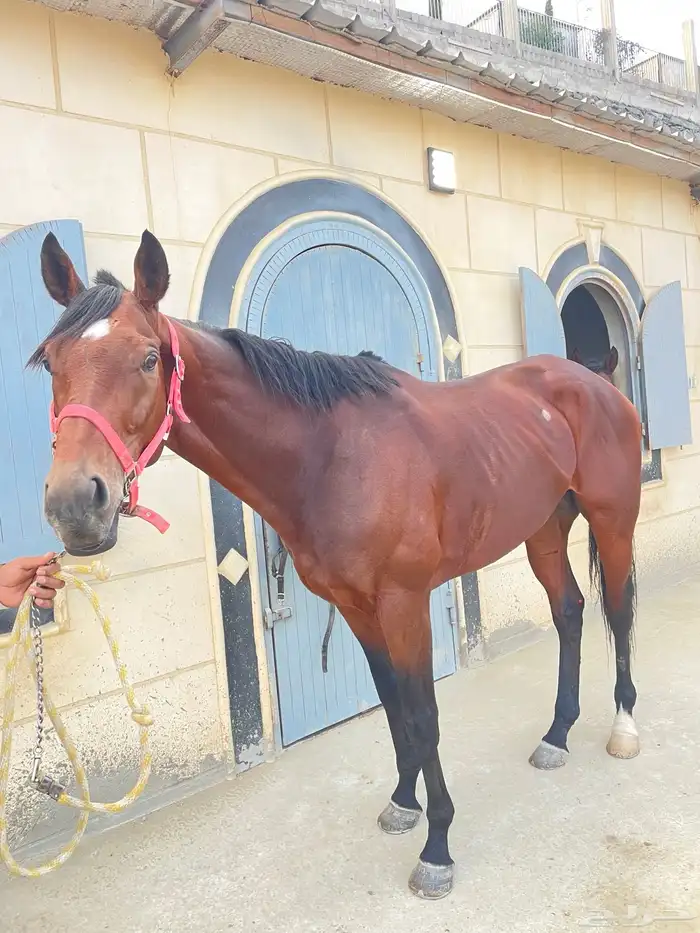 خيل قفز 1