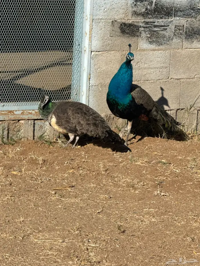 زو ج طائوس للبيع 7