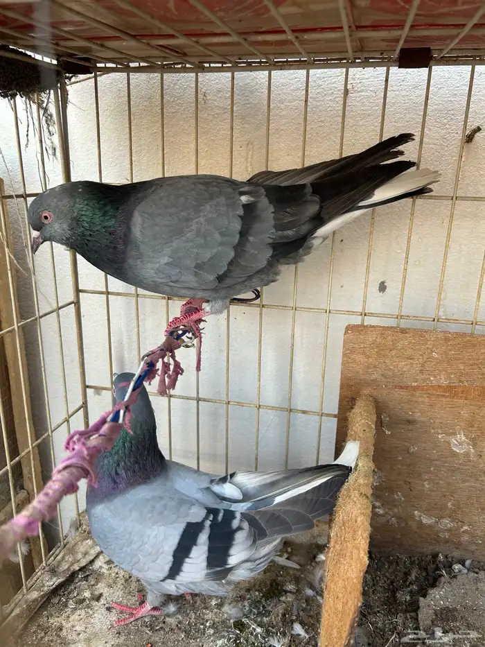 حمام قلابي قطيفي 2