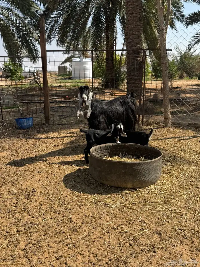 عنز عارضية 5