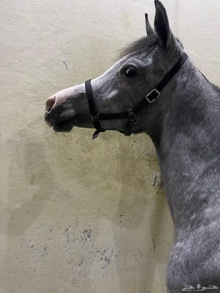 مهر قريب عسف 2