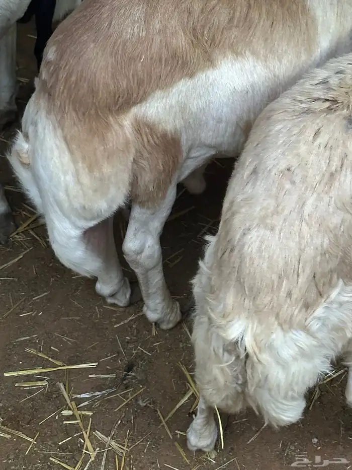 رفيد جذعان مرابي طب وتخير 74