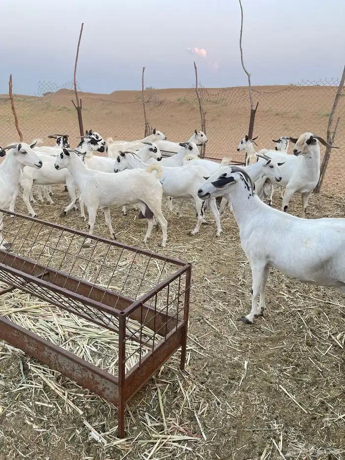 مراح معزا بيشيات فرصة للقناي 4