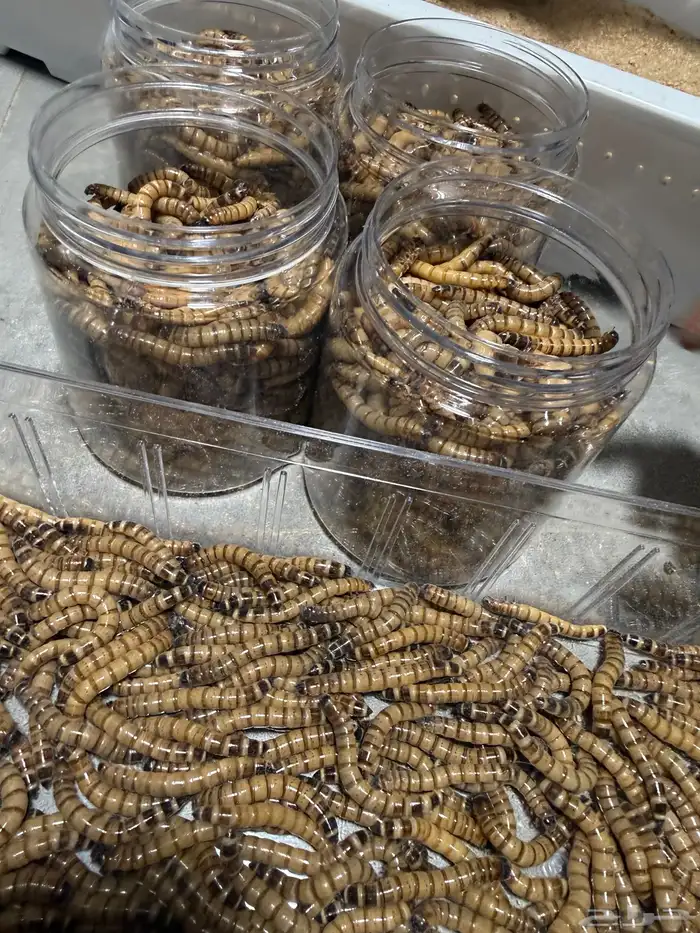 دود عتل للبيع الدمام 1