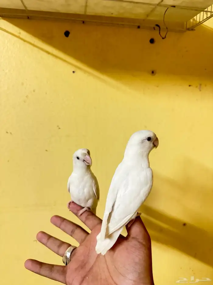 روز البينو عيون حمر 2