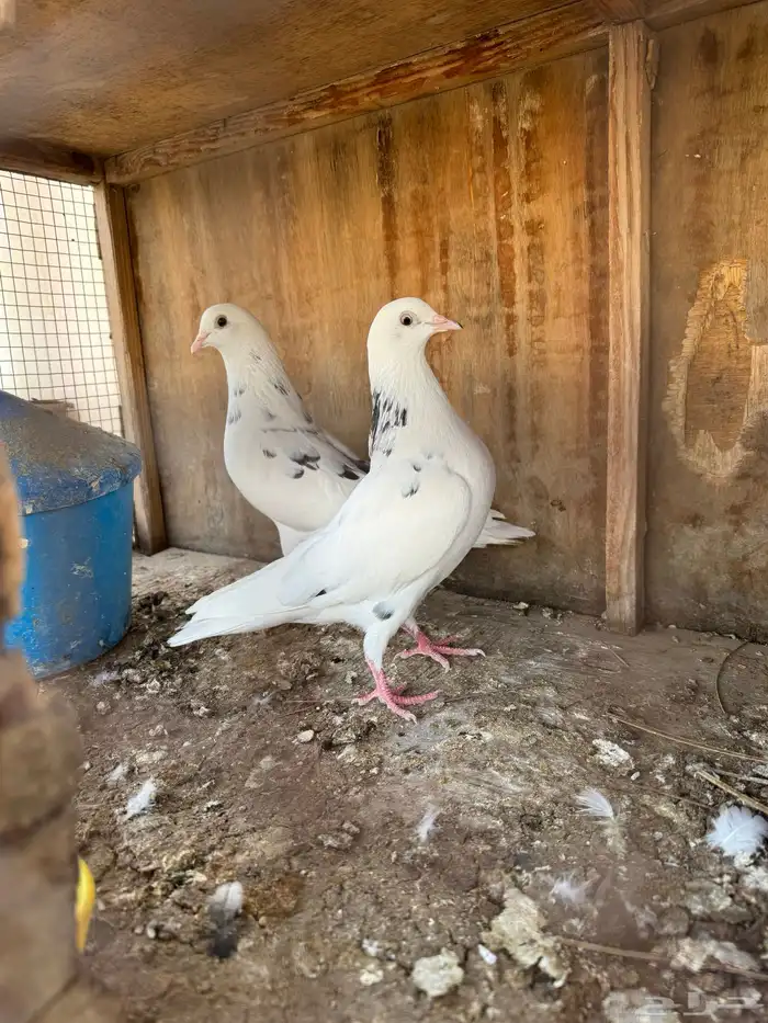 حمام قلابي قطيفي 2