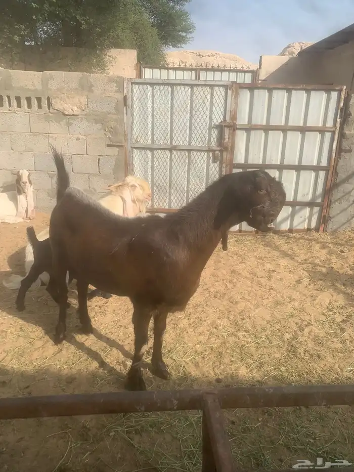 سوق المواشي الاحساء 4