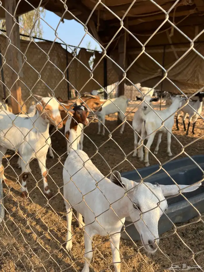 تيوس وجفار 3