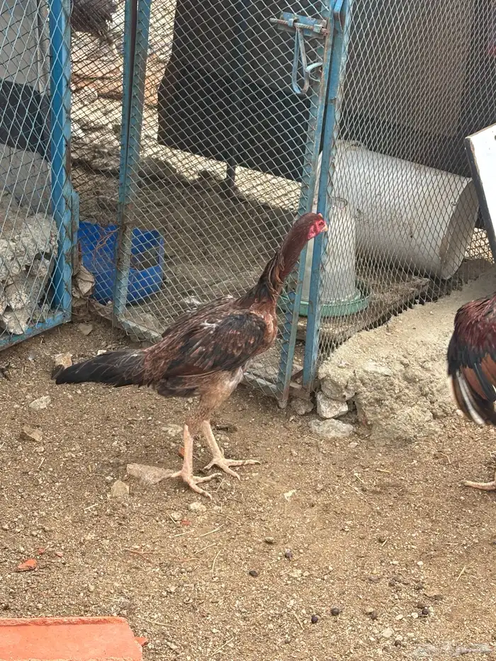 بيض رومي وباكستاني 4