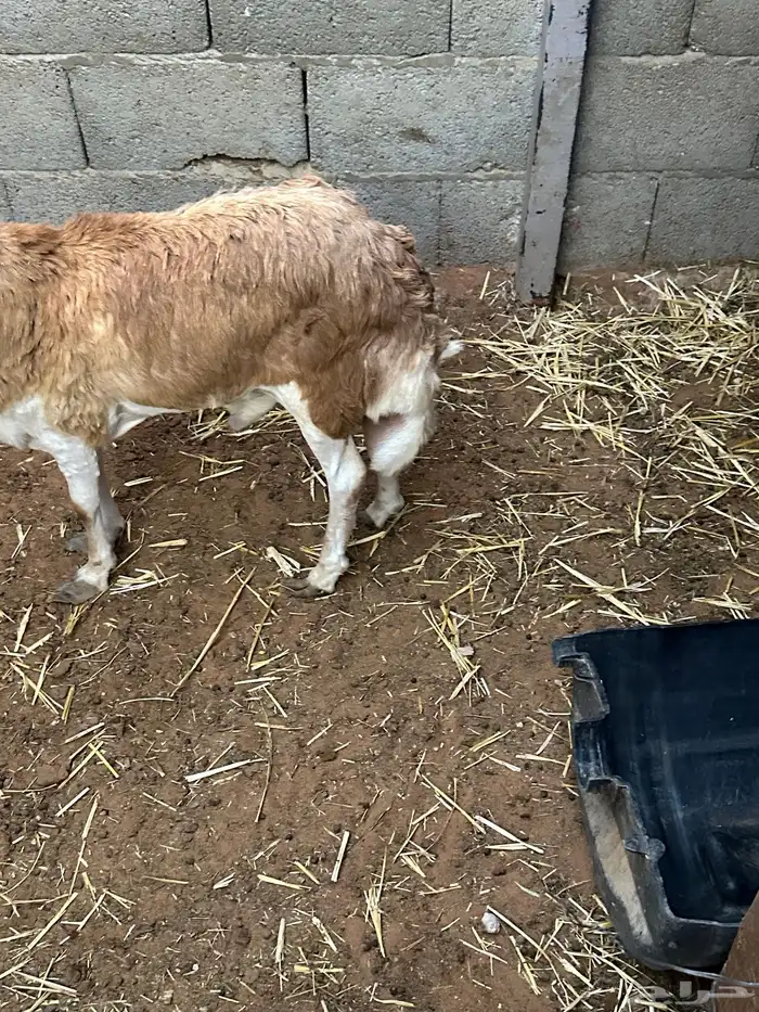 برابر ورفيديات مرابي 34