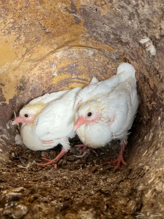 زغاليل حمام 0