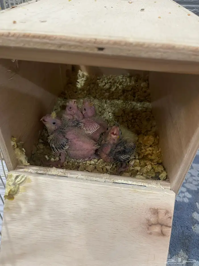 السلام عليكم 2