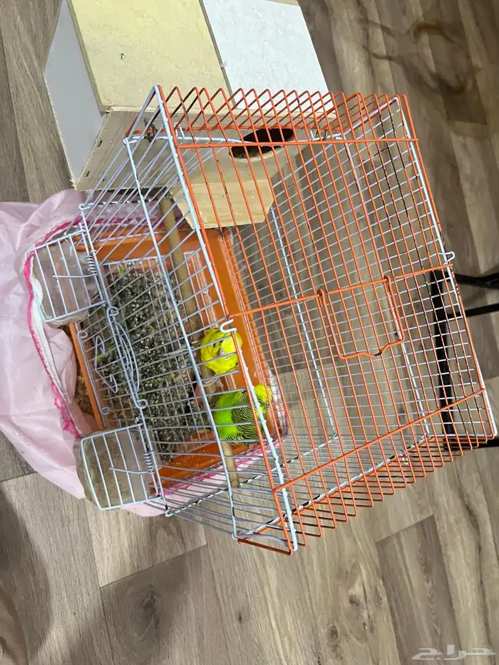 طيور حب بادجي 0