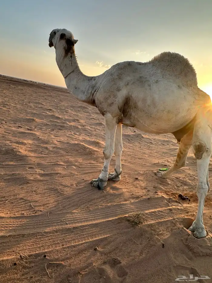 بعير رماني 0