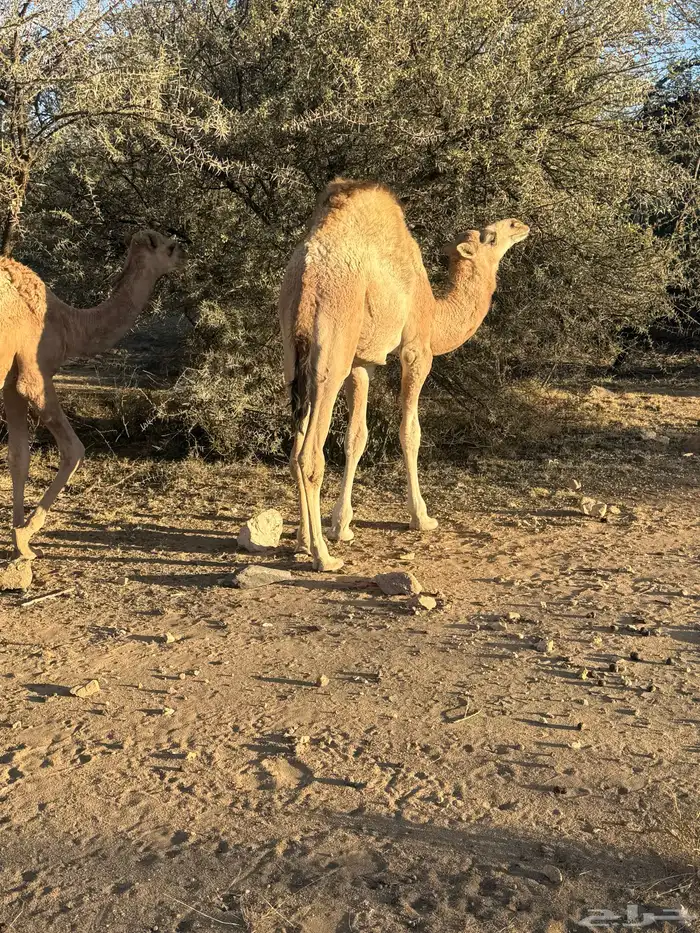 حاشى للبيع 6