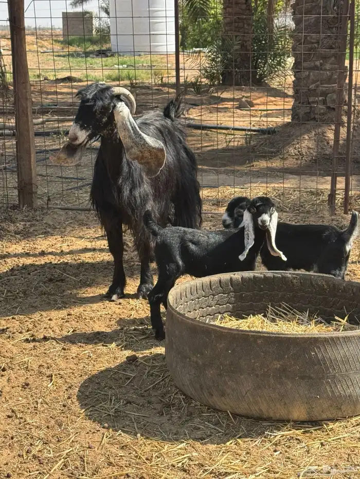 عنز عارضية 2