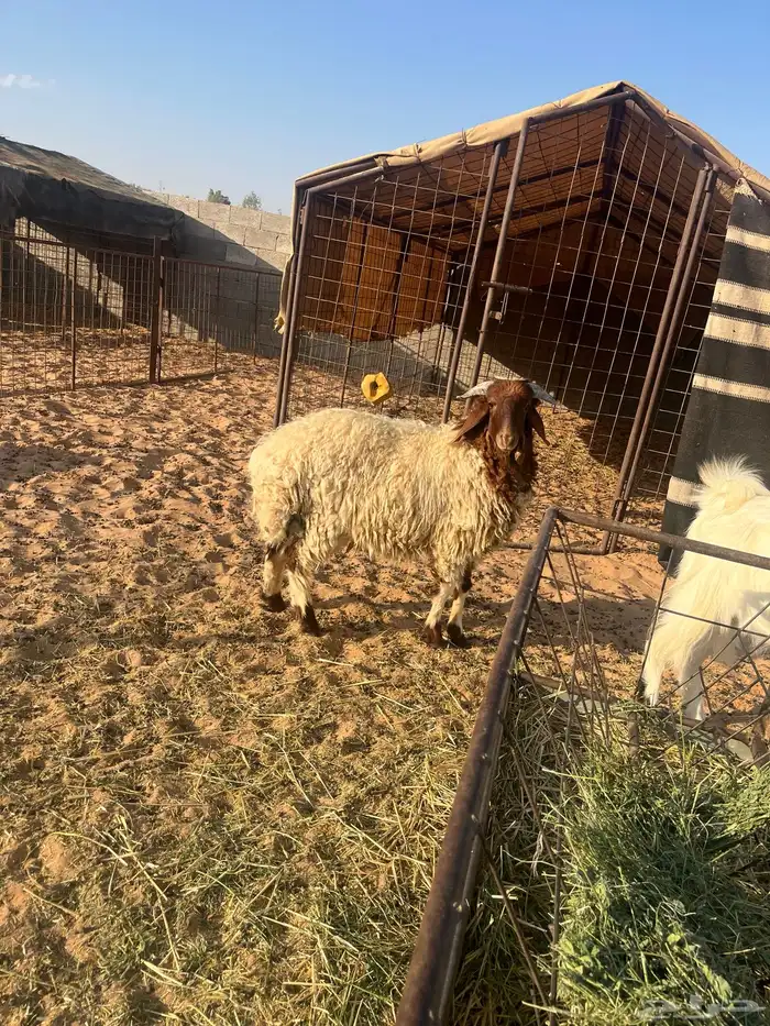 خروف نعيمي 2