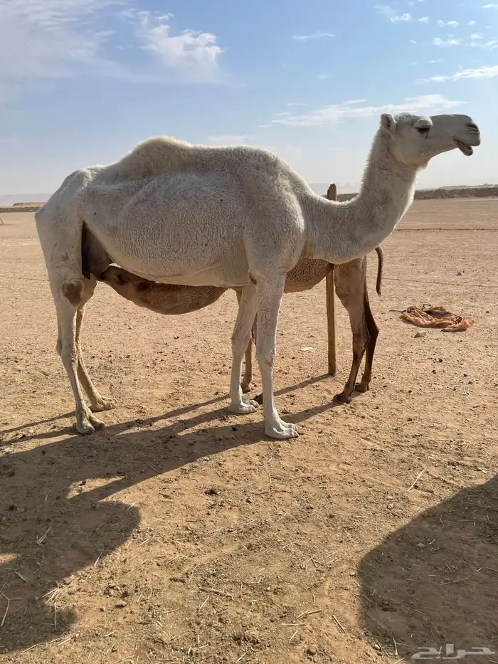 ابل للبيع عشاير البيع بدون عيالها 6