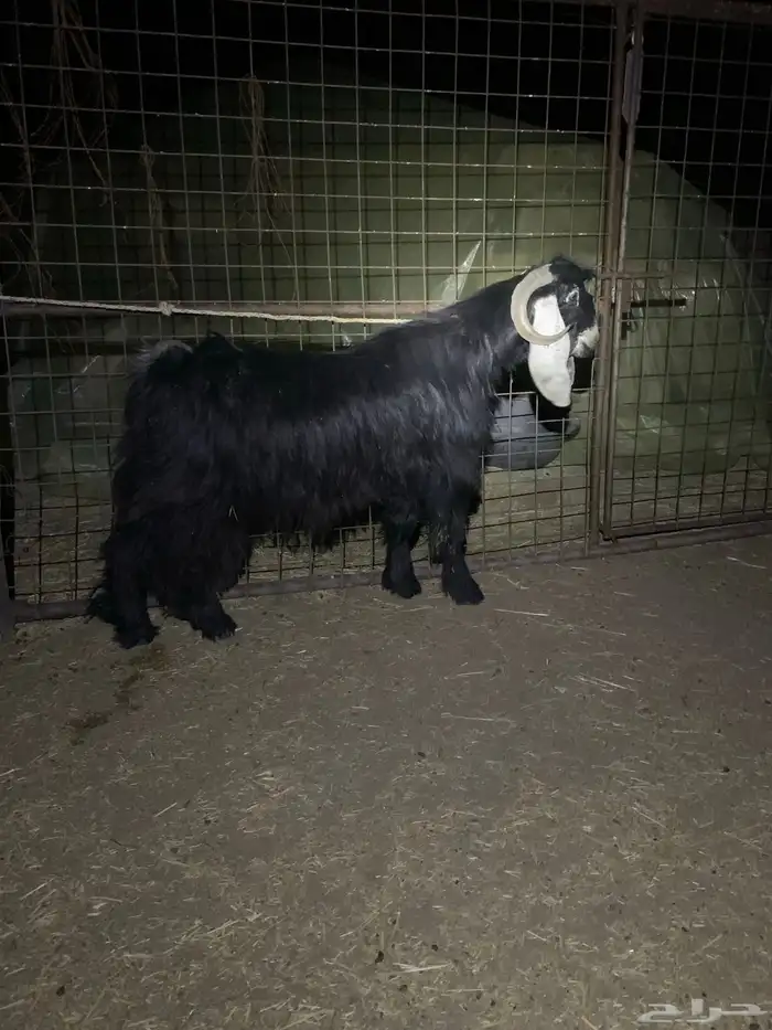 تيس عارضي رباع 0