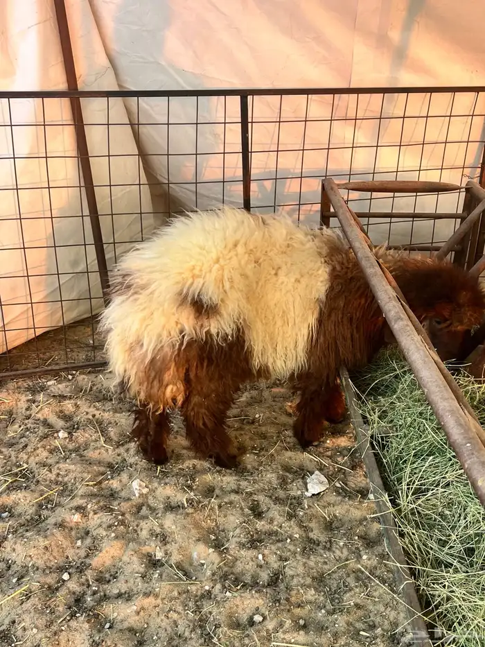 رخل نعيمه فل ظهر وطرف طيبه 0