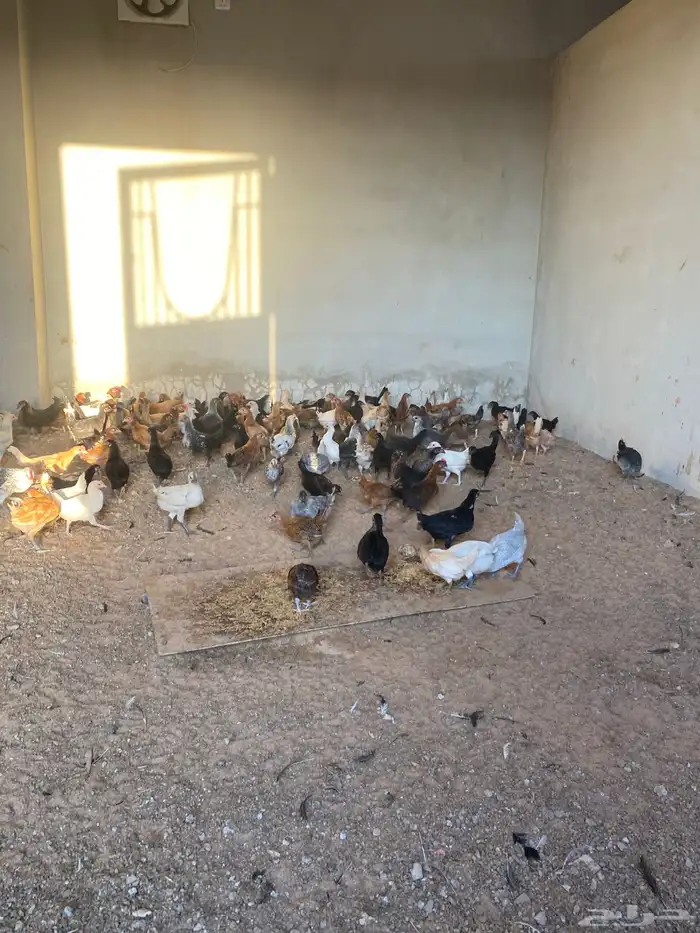 صوص بلدي العمر شهرين معها كم حبه تركي 4