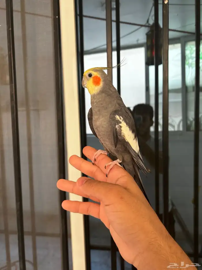 ذكر كروان نورمل اليف و متكلم 3