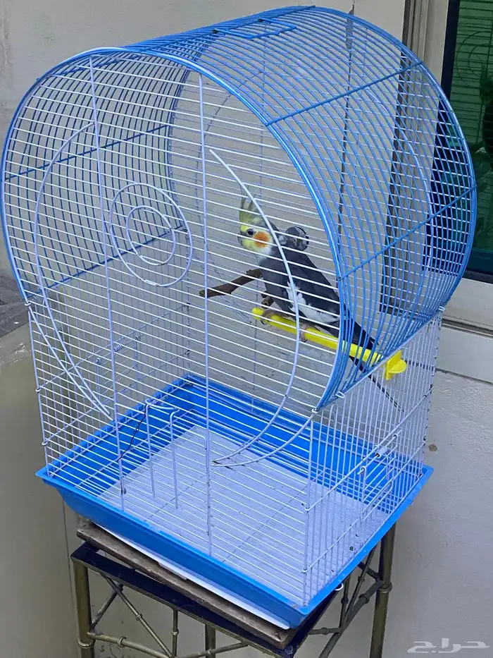 طيور روز و كروان و دره اسعارهم ممتازه 11