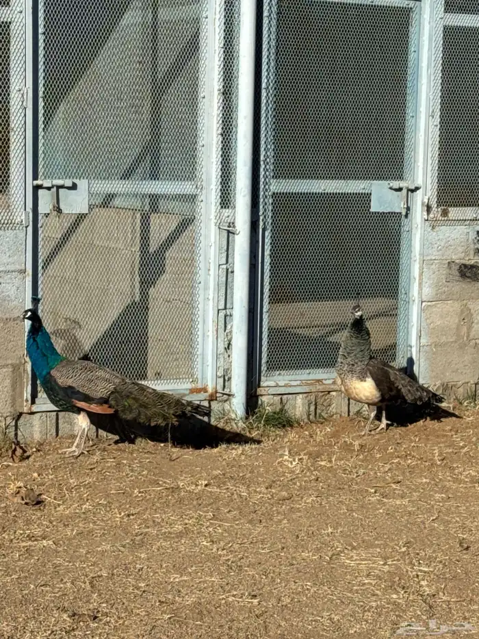 زو ج طائوس للبيع 8