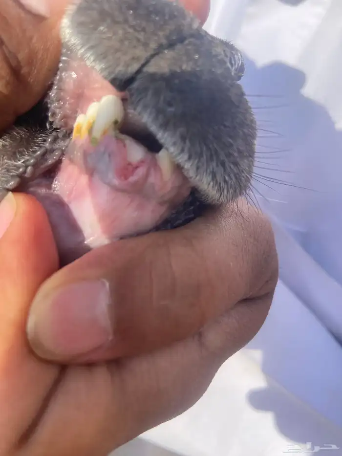 ثنايا متابيع 3