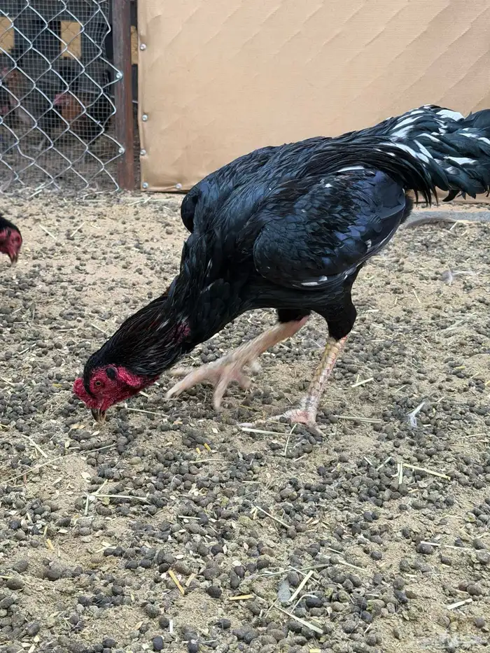 دجاج باكستاني سندي بيور 0